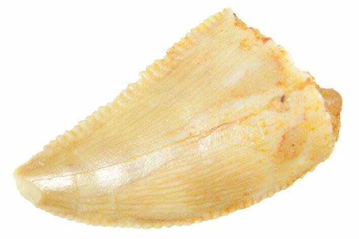 Serrated Raptor Tooth - Real Dinosaur Tooth #364693